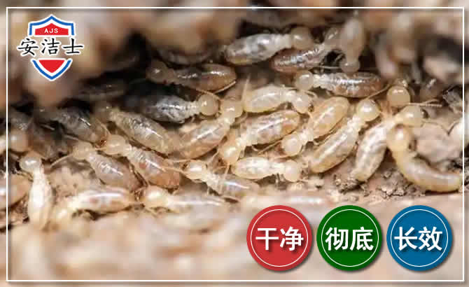 崇明区白蚁防治