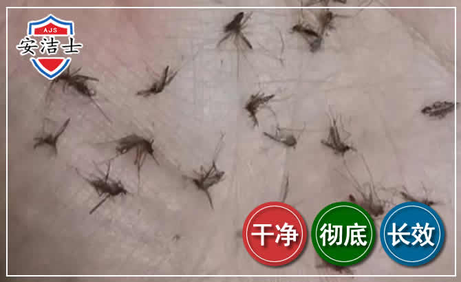 崇明区蚊子防治-灭蚊