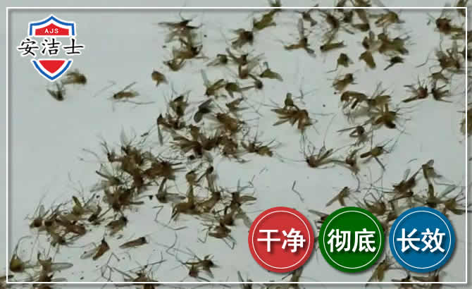 崇明区苍蝇防治-灭蝇