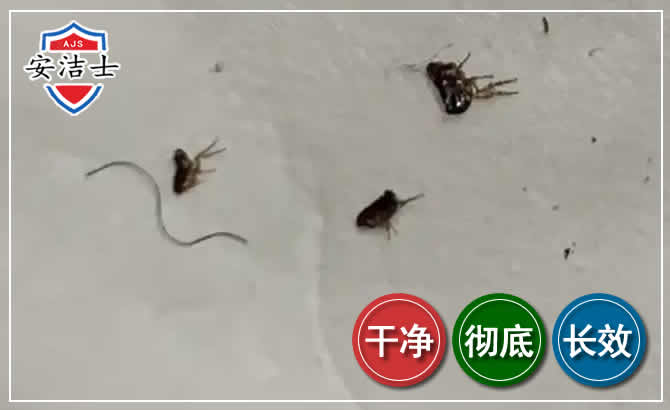 崇明区跳蚤防治-灭跳蚤