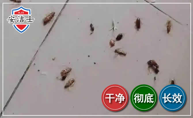 崇明区蟑螂防治-灭蟑螂