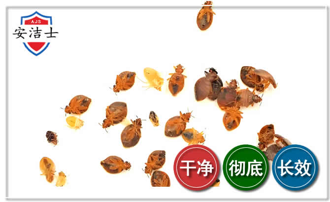 崇明区臭虫防治-消灭臭虫